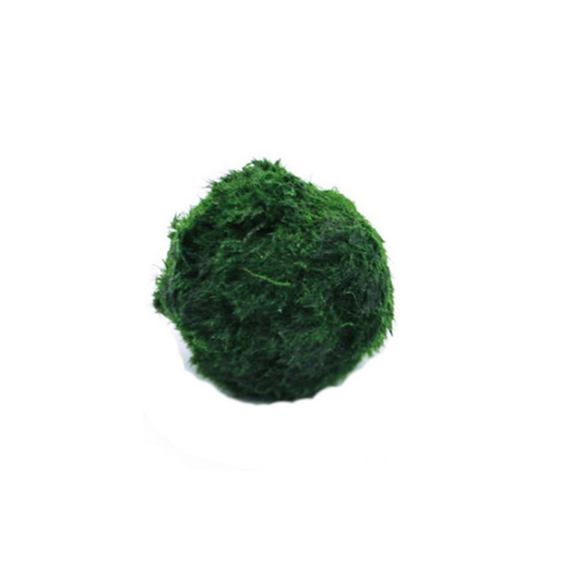 Planted Aquarium Aquascape - 마리모 이끼 공 생물 수족관 식물