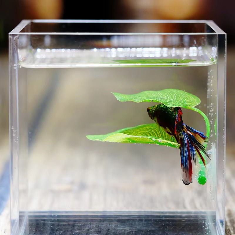 Planted Aquarium For Betta - 베타 물고기 휴식 수족관 잎 식물