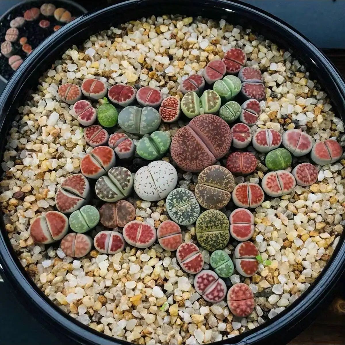 1pc-250g 천연 크리스탈 자갈 돌 마이크로 조경  - Planted Aquarium With Sand 리뷰 및 가격