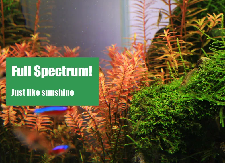 Chihiros C 시리즈 ADA 스타일 식물 성장 L - Planted Aquarium Products 리뷰 및 가격