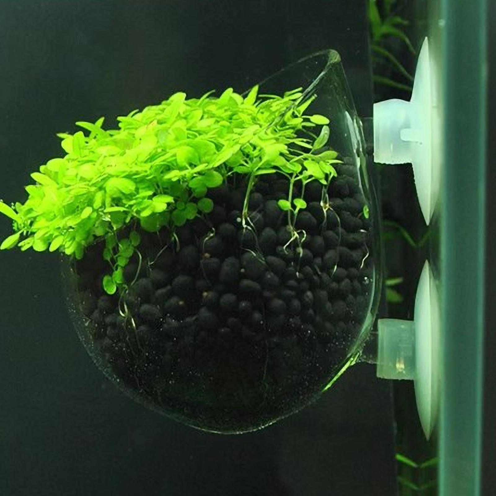 수족관 유리 화분 흡착판 포함 생물 수초 어항 홀더 수 - Aquarium Plant Vine 리뷰 및 가격