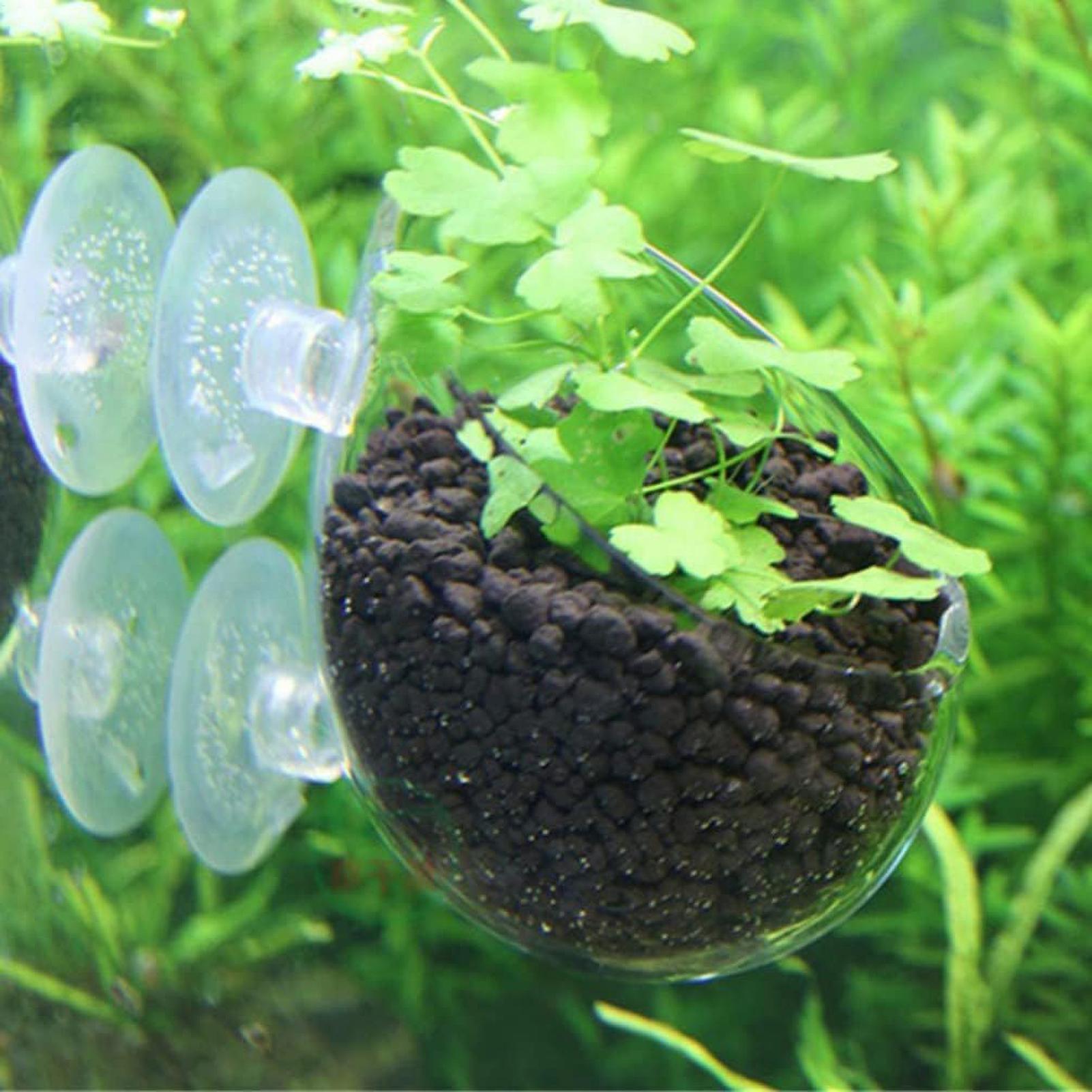 수족관 유리 화분 흡착판 포함 생물 수초 어항 홀더 수 - Aquarium Plant Vine 리뷰 및 가격