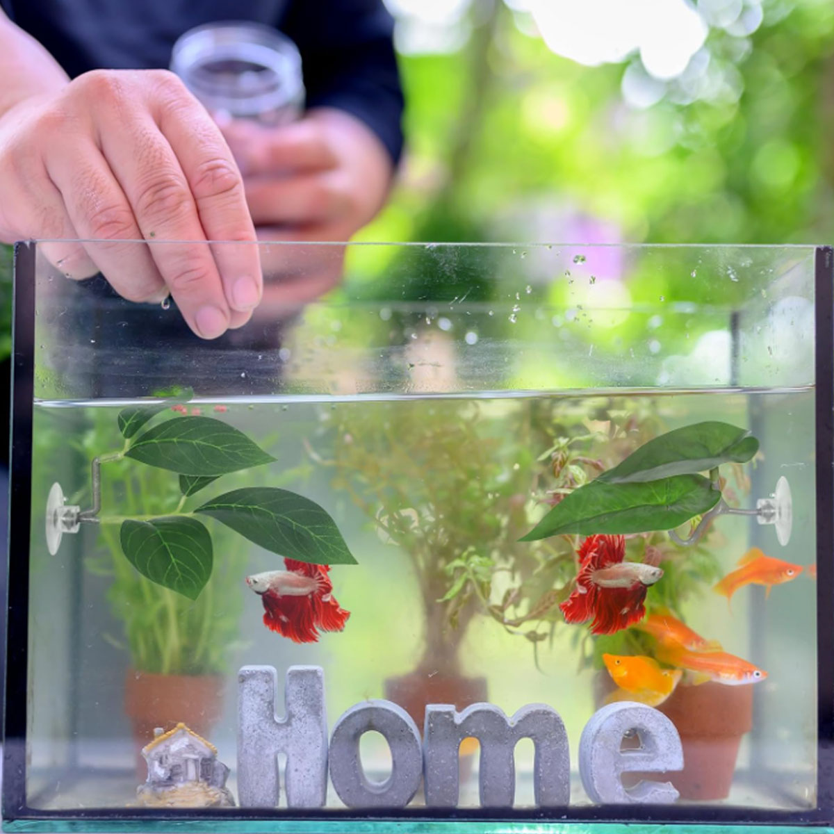 1 PC 베타 물고기 해먹 부드러운 수족관 장식 플라스 - Planted Aquarium For Betta 리뷰 및 가격