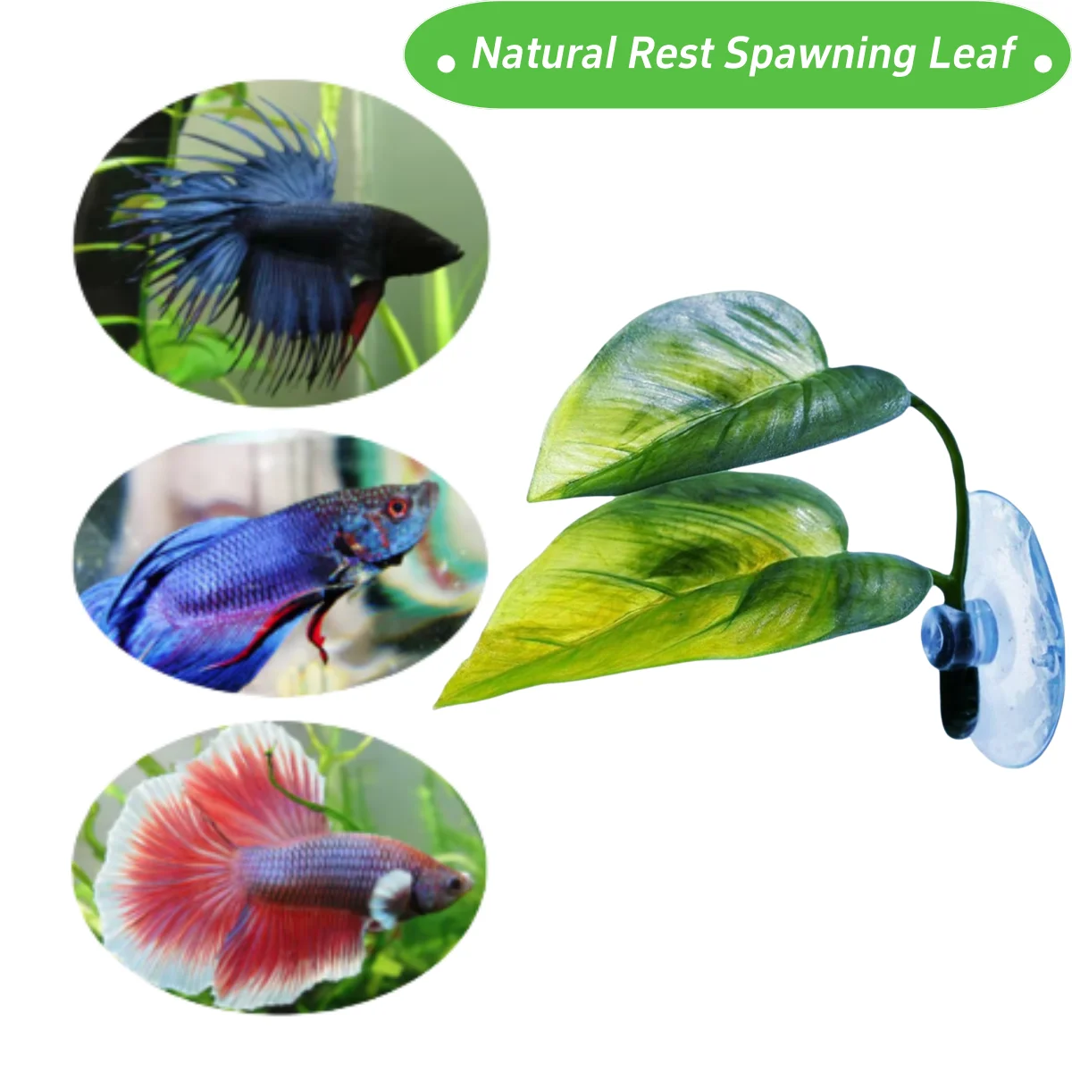 애완동물 어항 장식 베타 휴식 놀이 식물 잎 수족관 장 - Planted Aquarium For Betta 리뷰 및 가격
