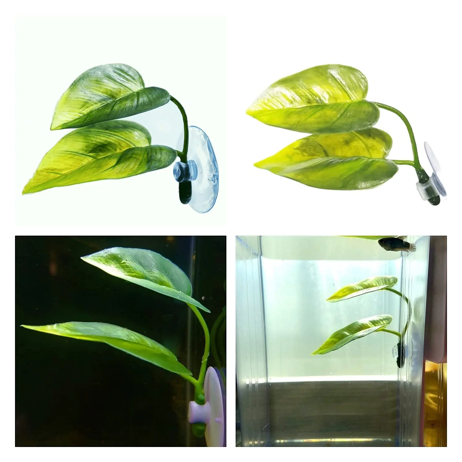 애완동물 어항 장식 베타 휴식 놀이 식물 잎 수족관 장 - Planted Aquarium For Betta 리뷰 및 가격