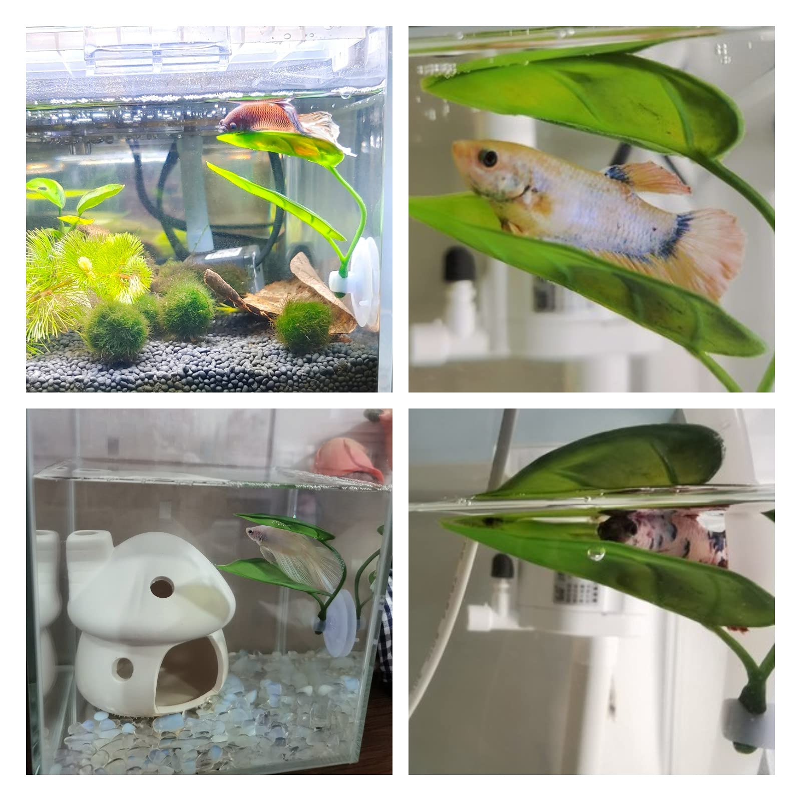 애완동물 어항 장식 베타 휴식 놀이 식물 잎 수족관 장 - Planted Aquarium For Betta 리뷰 및 가격