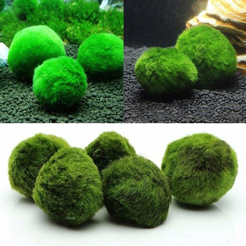 마리모 이끼 공 생물 수족관 식물 조류 물고기 새우 탱 - Planted Aquarium Aquascape 리뷰 및 가격