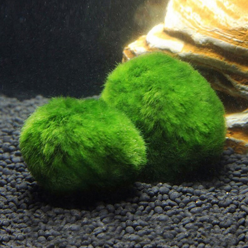 마리모 이끼 공 생물 수족관 식물 조류 물고기 새우 탱 - Planted Aquarium Aquascape 리뷰 및 가격