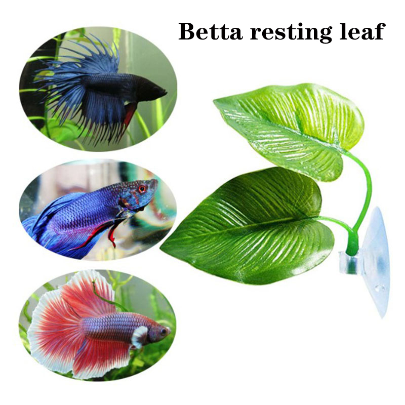 베타 물고기 휴식 수족관 잎 식물 장식 낳기용 장식 식 - Planted Aquarium For Betta 리뷰 및 가격