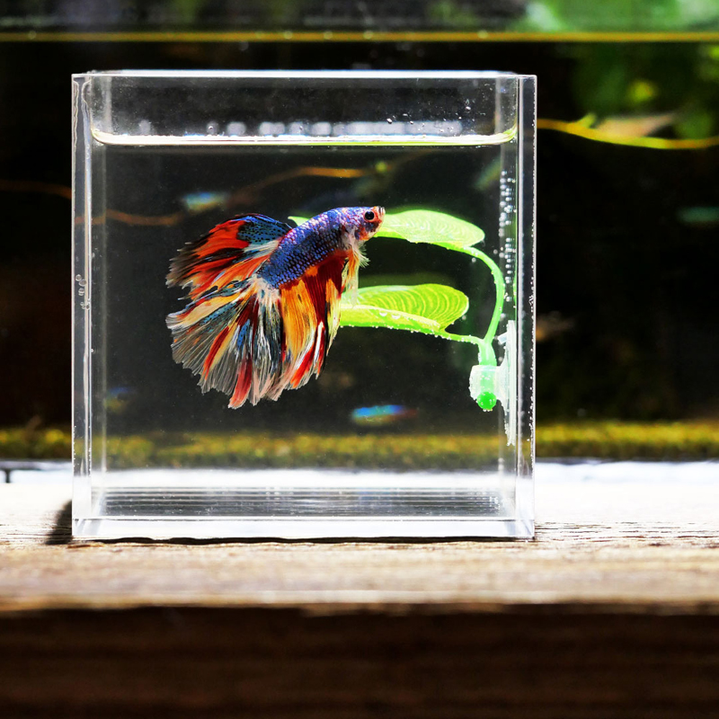 베타 물고기 휴식 수족관 잎 식물 장식 낳기용 장식 식 - Planted Aquarium For Betta 리뷰 및 가격