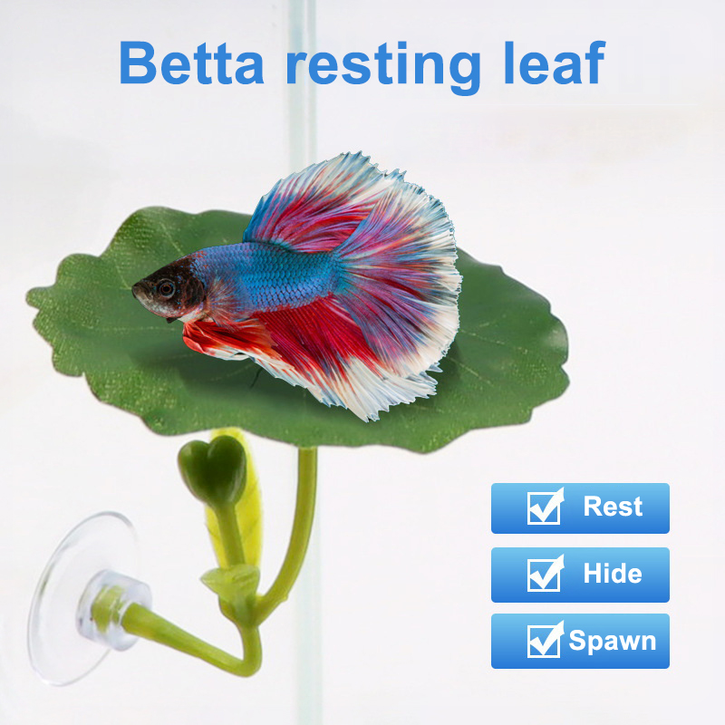 베타 물고기를 위한 녹색 잎 모양 해먹 1개, 스트레스 - Planted Aquarium For Betta 리뷰 및 가격