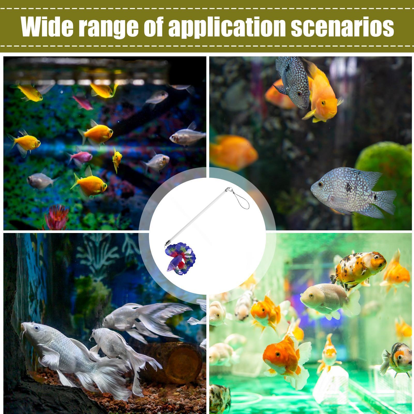 베타 물고기 훈련용 막대, 인터랙티브 엔리치먼트, 사실 - Planted Aquarium For Betta 리뷰 및 가격