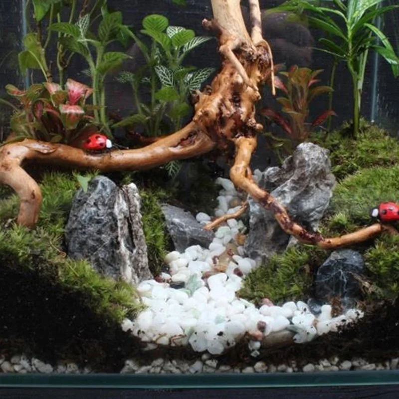 천연 나무 줄기 유목 수족관 물고기 탱크 파충류 실린더 - Planted Aquarium Making 리뷰 및 가격