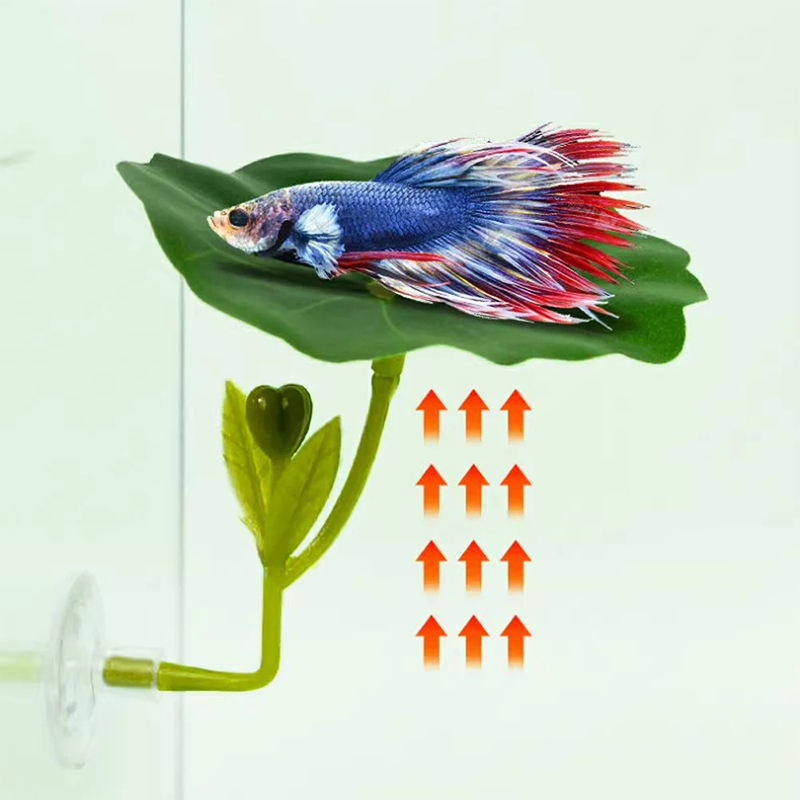 베타 물고기용 스트레스 감소 장치, 수족관 안전 장식품 - Planted Aquarium For Betta 리뷰 및 가격